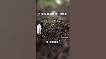 Вот Как Определяется Пол у Аллигаторов #shorts