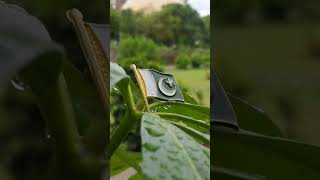 ... paki..#ad pa #pakistan #fyp#ad#viral #subscribe