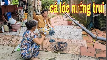 Trời Mưa Bắt Con Cá Lóc Khổng Lồ Nướng Cuốn Bánh Tráng Quá Ngon # SĂN BẮT ĐỒNG THÁP #