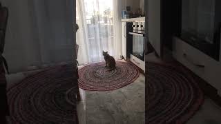 Sahibine Küsen Kedi