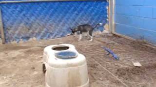 Huskys Siberianos 8 Semanas3jun09