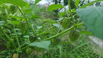 Công Dụng Của Cây Tầm Bóp ( thù lù quả vuông )