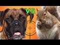 Brock the Boxer Dog : The SQUIRREL STORY!!!