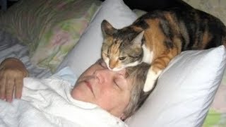 If you HAVE PETS, you DON'T NEED ALARM CLOCK! - The FUNNIEST ANIMAL VIDEOS If you HAVE PETS, you DON'T NEED ALARM CLOCK! - The FUNNIEST ANIMAL VIDEOS