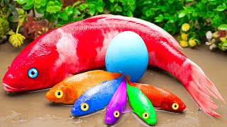 (NEW) Fish Videos❤️ Video Full Carp, Koi Fish, Catfish, Crab, Eel, Egg   Stop Motion Funny ASMR