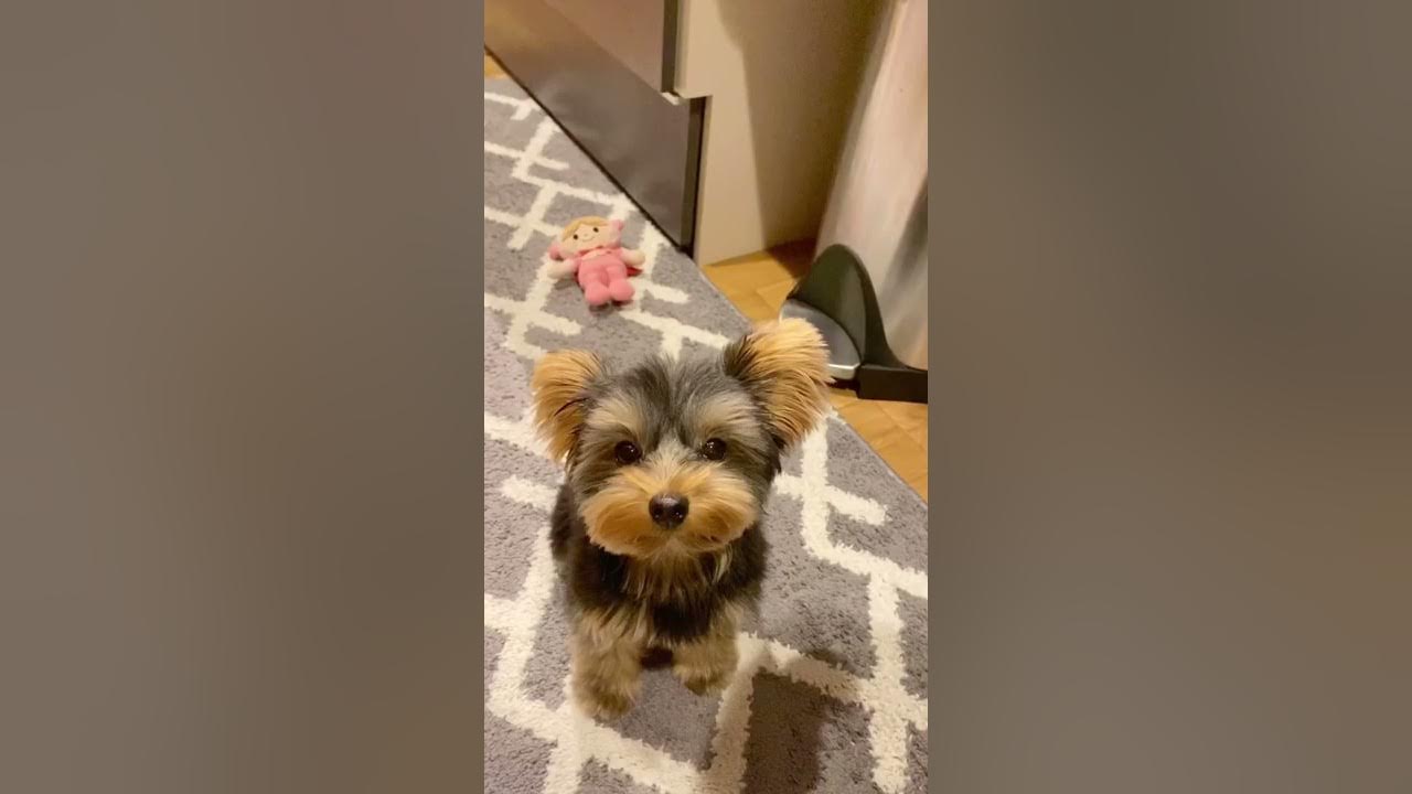 あん の声がかわいいヨークシャーテリア Youtube
