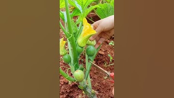 Pumpkin pruning technique with sharp tools #farming #shorts