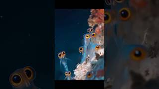 MYSTERIOUS SEA CREATURES #sea #mysterious #creature #horror #animals #1m #seacreatures #fish