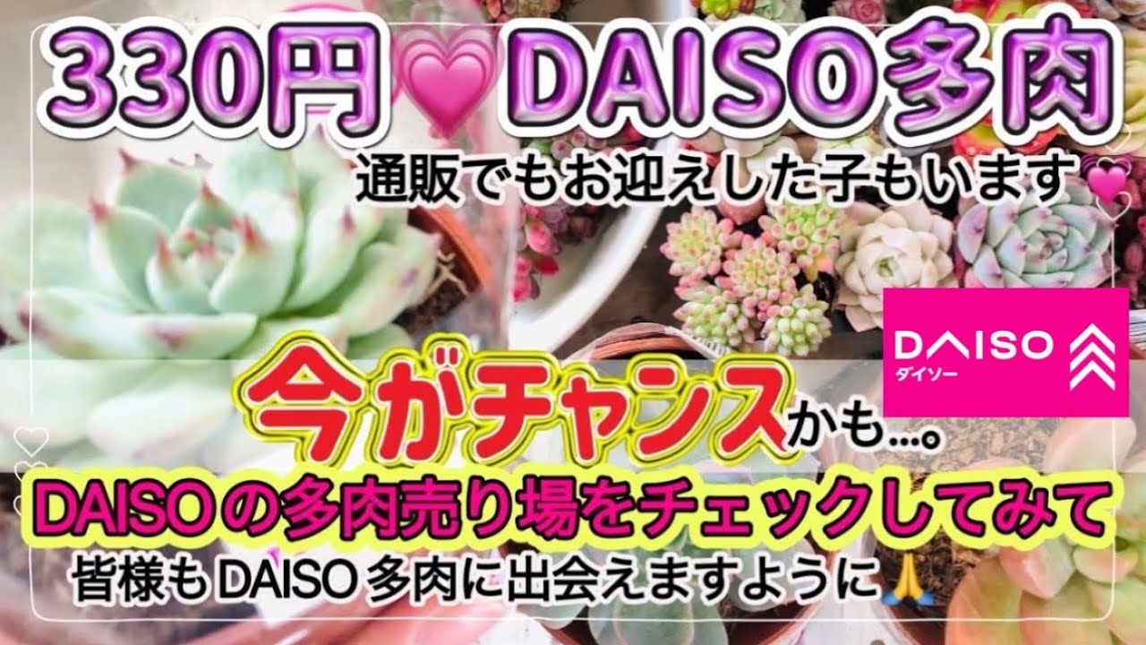 【多肉植物】#146 DAISO多肉と通販多肉のお迎え品紹介♪