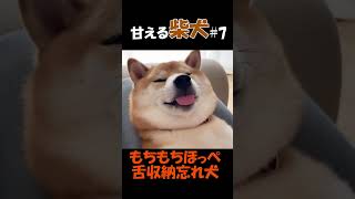 もちもちほっぺな柴犬