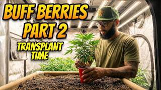 Transplant Clones Without Killing Them | When & How