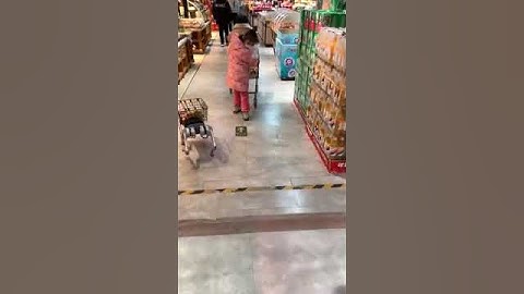 Unitree robot dog for shopping