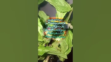 #سورة_الفلق #villagelife #اكسبلور #holyquran #duet #islamictext #دحمان #دويتو #religioustext