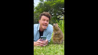Quokka Phone Photography Tips with OPPO (#Shorts)