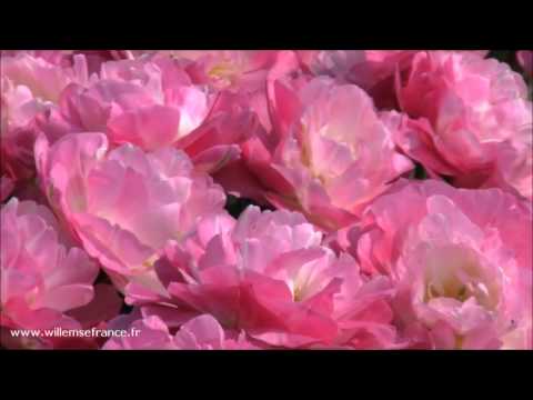 Vidéo: Tulipes Doubles (46 Photos): Noms De Variétés De Tulipes Rouges Et Blanches, Perfection De Lilas Précoce Et à Fleurs Multiples, Fleurs Tardives De Miranda