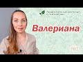 Валериана.  Лекарственные растения в психиатрии