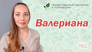 Валериана: бессонница, депрессия, навязчивости, СДВГ l №1 Лекарственные растения в психиатрии