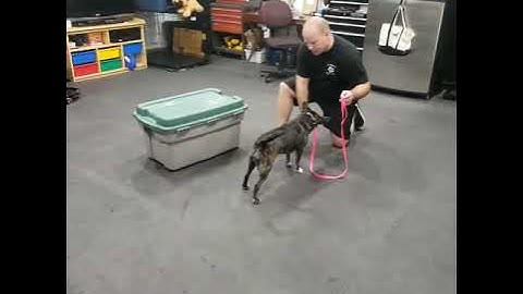 Prong Collar Conditioning with the use of leash pressure