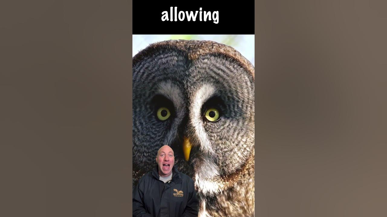 How far can an owl rotate its head around owls animals youtube
