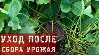 84  Уход за клубникой после сбора урожая.(Полезные советы от Ольги Платоновой в рубрике ДОБРОЕ УТРО на ПЕРВОМ канале. № 84 Уход за клубникой после..., 2013-10-08T15:21:45.000Z)