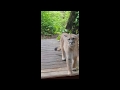 Cougar / Mountain Lion / Sighting