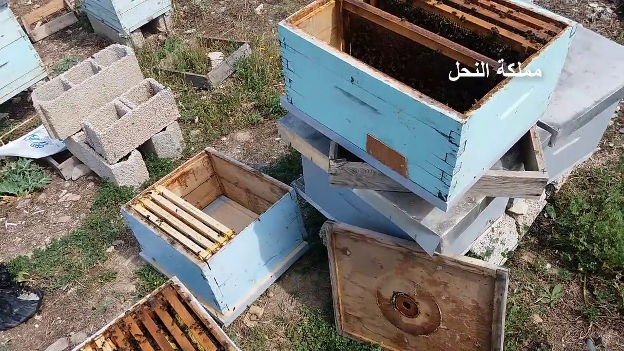 تقسيم خلية نحل دون ترحيل الخلية الجديدة إلى مكان بعيد