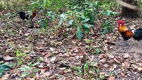 Cuab qaib qus:ต่อไก่ป่า(4/4/2020)#14