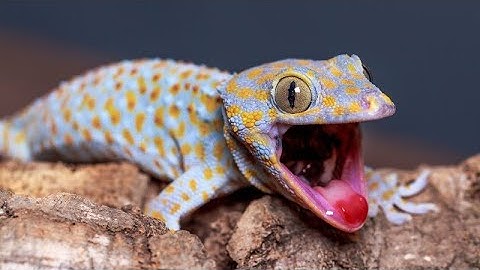 Tăc Kè Kêu - Tiếng Tắc Kè Kêu - Tắc Kè Giúp Bé Yêu Ngủ Ngon