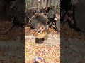 Cute Chipmunk Stuffs its Face and Cheeks!