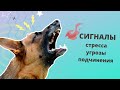 Сигналы стресса, угрозы и подчинения у собак. Язык тела. Как не надо общаться с собакой