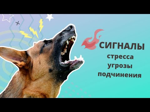 Видео: Язык тела стресса и страха у собак