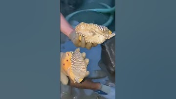 Trời tối tát nước bắt cá và cái kết vô cùng bất ngờ | Review bắt hải sản #shorts #sanbathaisan