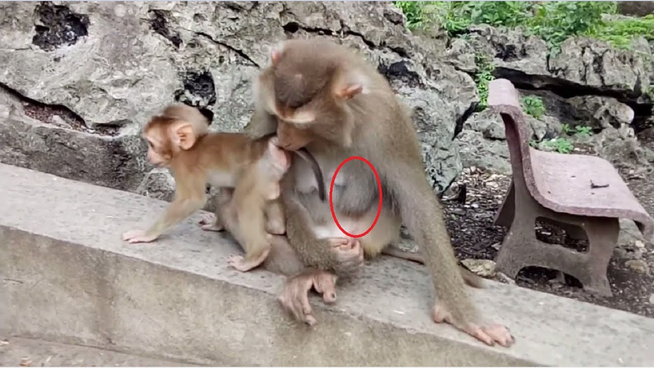 Pigtail Monkey Broken Leg Try ToCare Cute Baby At Som Pov Mountain Battambang Province ST262