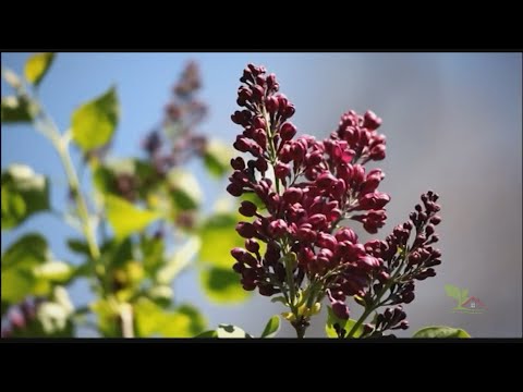 PROLJEĆNO OREZIVANJE I PRIPREMA UKRASNIH BILJAKA