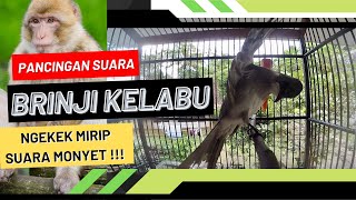 C0C0K BUAT MAST3RAN ‼️ PANCINGAN SUARA BRINJI KELABU GACOR FULL T3MBAKAN NGEKEK PANJANG BIKIN EMO5I screenshot 5