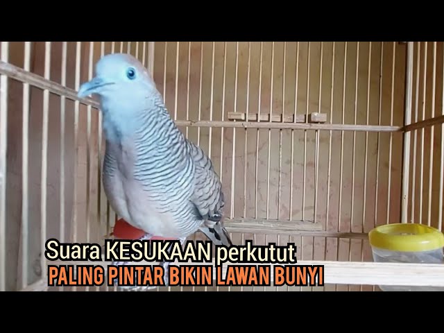 Perkutut lokal gacor suara Besar Khas Alam Liar 99% ampuh Bikin LAWAN BUNYI class=