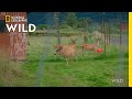 A Sitka Deer With Arthritis | Dr. Oakley: Yukon Vet