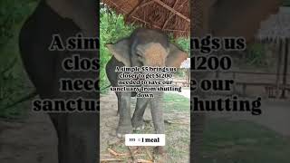 Kindly donate even $1 for Amos #elephant #helpmemakethismakesense #donate