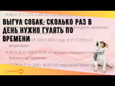 Выгул собак: сколько раз в день нужно гулять по времени