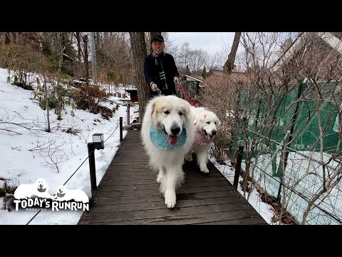 お出かけとなれば絶対に一緒に行きたいルンルンとアランです Great Pyrenees グレートピレニーズ