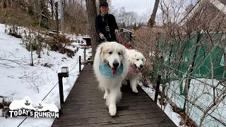 お出かけとなれば絶対に一緒に行きたいルンルンとアランです　Great Pyrenees　グレートピレニーズ