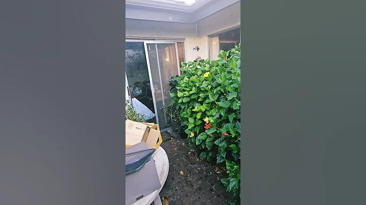 WHOA LOOK AT THE BIG BIRDIE BABIES! MOURNING DOVES #MOURNINGDOVES #subscribe #LIKEANDSHARE #FYP #SUB