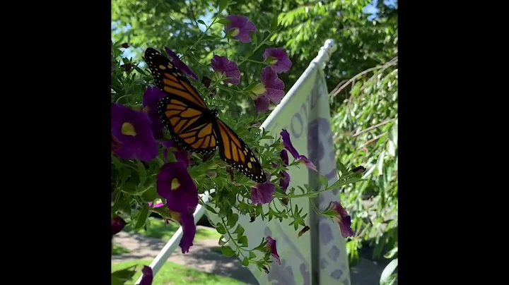 Mrs. Falk Setting Our Butterfly Free Summer 2019