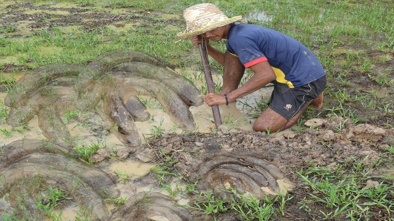 Primitive Fishing Skills-Catch Fish Use Chopsticks Dig the fish in the ...