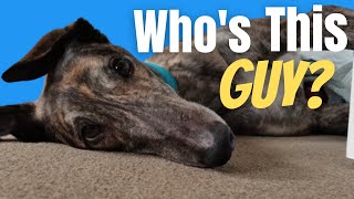 Who's this greyhound and what is he doing in our home?