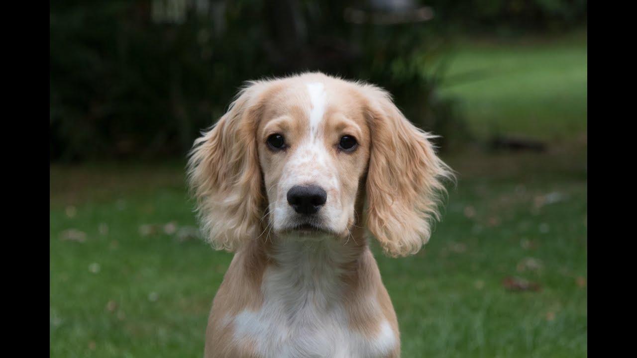 Ted Cam Working Cocker Spaniel Puppy Hunting Training Youtube