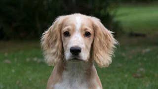 schaller english cocker spaniel