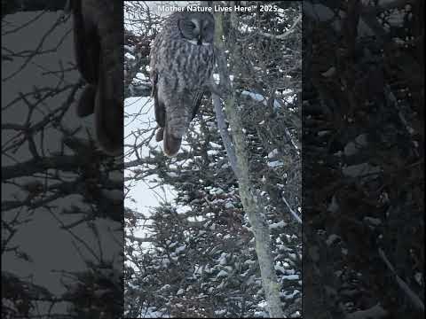 Call of the Great Grey Owl...or not?