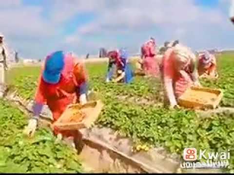 وحبيب شد اليدين ايوبيات