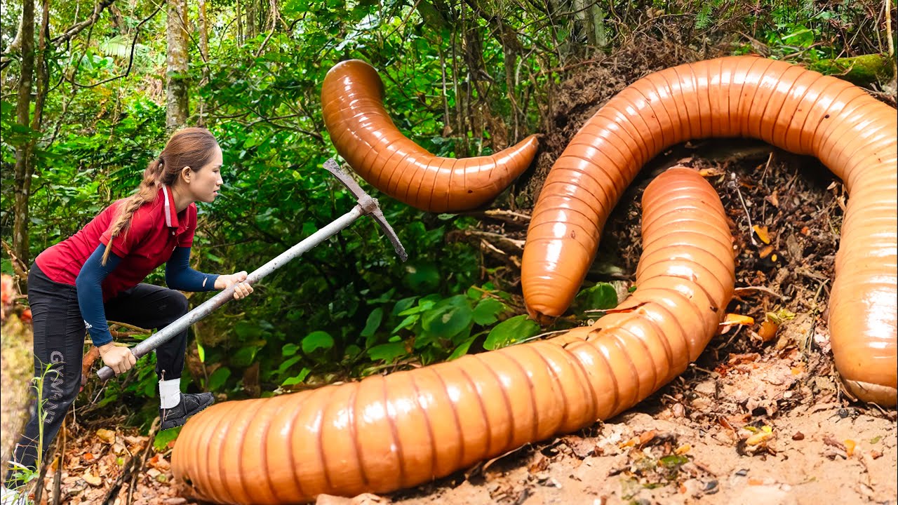 Rural Life | WOMAN Harvesting giant worm - A creepy worm was found by a ...